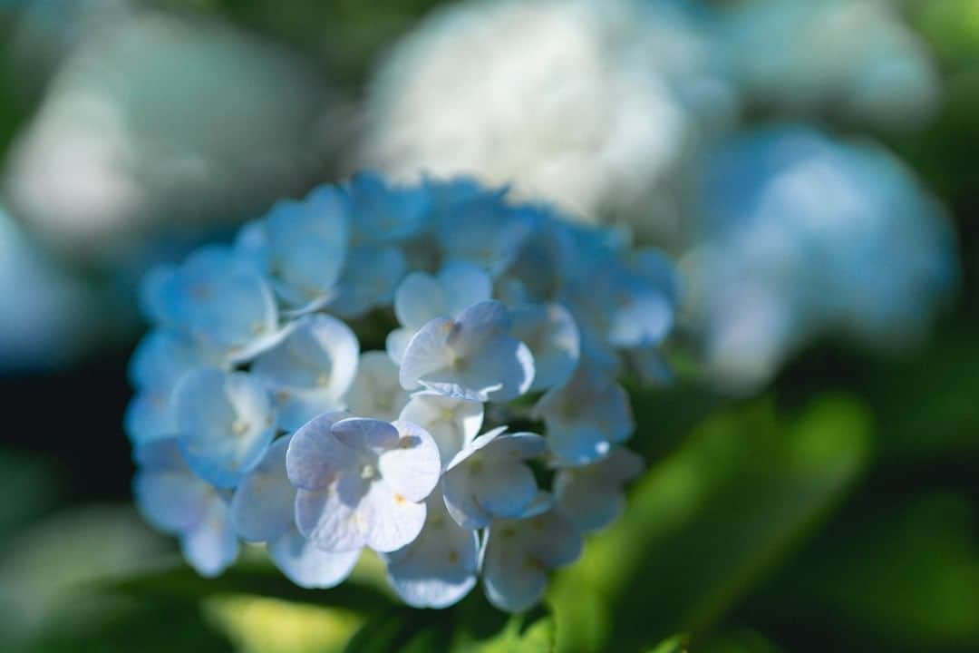 LOVEGREEN -植物と暮らしを豊かに。さんのインスタグラム写真 - (LOVEGREEN -植物と暮らしを豊かに。Instagram)「［暑さに負けない！］ . . 優しく繊細な色彩。 ふんわり丸い形。 暑さも吹っ飛んでしまうような美しさ✨ . さて！ 今日も一日暑さに負けず乗り切りましょう💪 （でも無理はしすぎず！） . 紫陽花にたっぷり元気をもらった朝でした☀️ ． #紫陽花 #アジサイ #梅雨 #ガーデニングライフ #ガーデニング大好き #ベランダガーデニング #庭の花 #小さな庭 #花壇 #庭いじり #庭のある生活 #庭のある家 #庭を楽しむ #庭が好き #花 #花のある暮らし #花が好き #花のある生活 #シンプルな暮らし #シンプルライフ #暮らしを楽しむ #日々の暮らし #賃貸暮らし #植物 #植物のある暮らし #植物のある生活 #植物と暮らす #季節の花 #花に癒される」6月16日 8時00分 - lovegreen_official