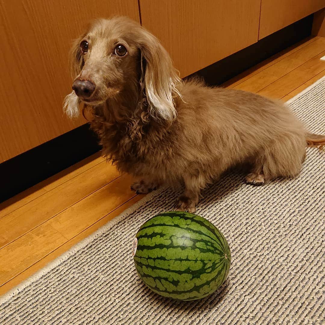 くるみんのインスタグラム：「* 小玉スイカ🍉購入 一緒にたべようね  #ミニチュアダックスフンド #ミニチュアダックスフント #ミニチュアダックス #イザベラタン #イザベラ #ダックスlove #ダックス多頭飼い #ダックスフント #ダックス#ダックス部 #ダックス大好き #ダックスフンド #いぬばか部 #いぬすたぐらむ #短足部 #わんこなしでは生きていけません会 #小玉スイカ #スイカ #all_dog_japan #east_dog_japan #dachshundgram #dachshund #dogstagram #instagramdog #instadachs #inustagram #kyounodachs #todayswanko #7pets_1day #だっくすふんど」