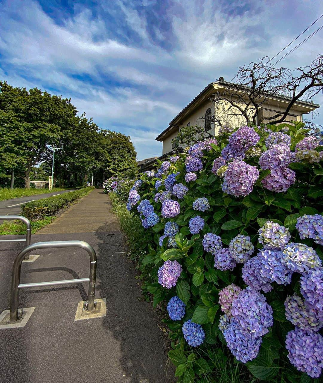 上本昌代さんのインスタグラム写真 - (上本昌代Instagram)「紫陽花って花火みたいだな☺️🎆綺麗〜✨ Hydrangea looks like fireworks!  #紫陽花 #アジサイ #hydrangea #ortensia #fireworks #花 #flowers #花火 #fiore #梅雨 #早く梅雨明けて」6月16日 8時09分 - masayomai