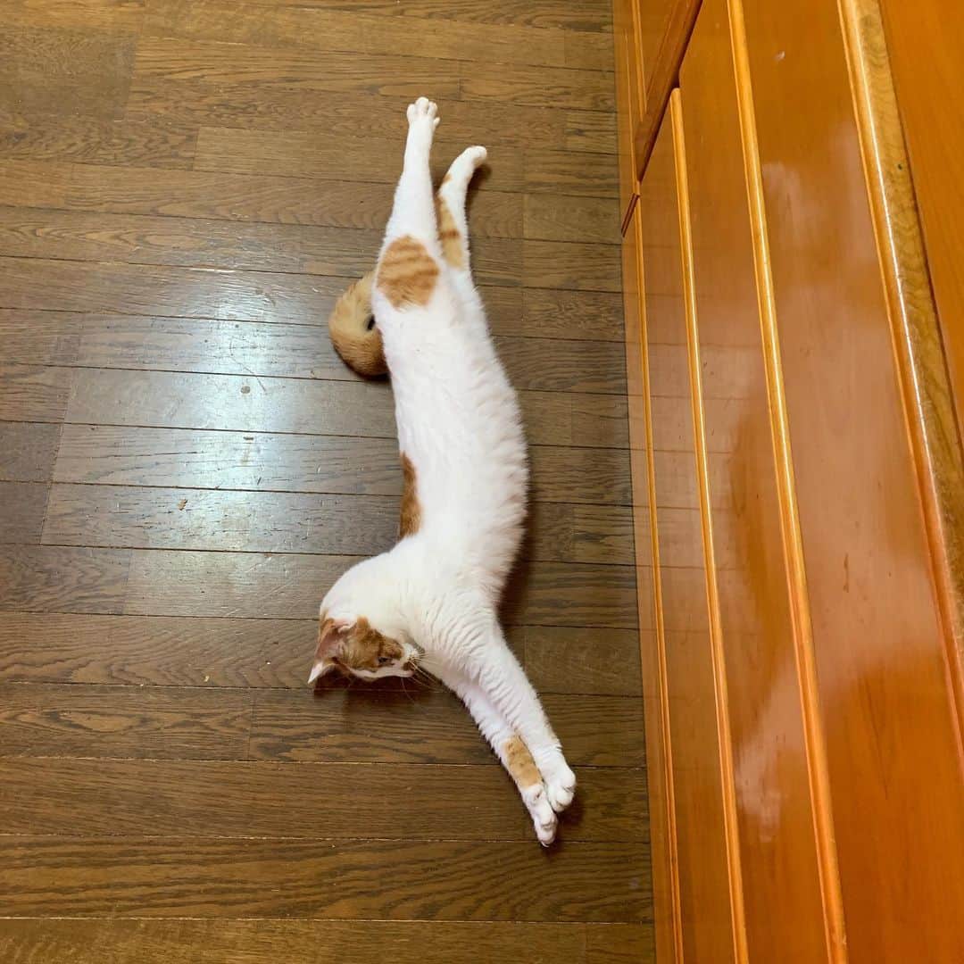 Kachimo Yoshimatsuさんのインスタグラム写真 - (Kachimo YoshimatsuInstagram)「今日の行き倒れ。 #うちの猫ら #oinari #行き倒れ #猫 #ねこ #cat #ネコ #catstagram #ネコ部 http://kachimo.exblog.jp」6月16日 8時30分 - kachimo