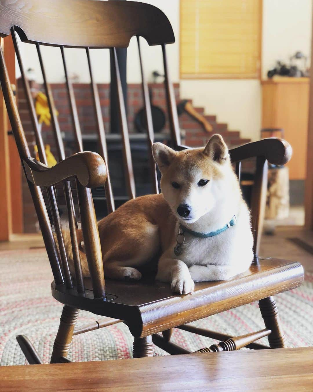 篠原信一さんのインスタグラム写真 - (篠原信一Instagram)「ひと休み🐕  #柴犬  #しばいぬ  #小鉄とニコの大冒険  #いぬすたぐらむ #いぬのいる暮らし #犬との暮らし #ひとやすみ  #ひと休み」6月16日 8時42分 - s.shinohara_life