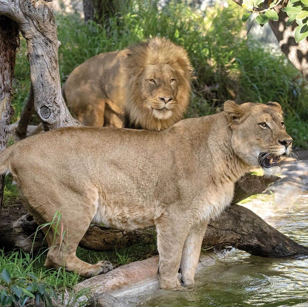 San Diego Zooさんのインスタグラム写真 - (San Diego ZooInstagram)「We miss our members and can't wait to welcome you back to wonder! Join us Tuesday 6/16 - Thursday 6/18 for a special member preview. Details at link in bio. #SanDiegoZoo #WelcomeBacktoWonder #RoaringBack #SanDiego #California」6月16日 9時00分 - sandiegozoo