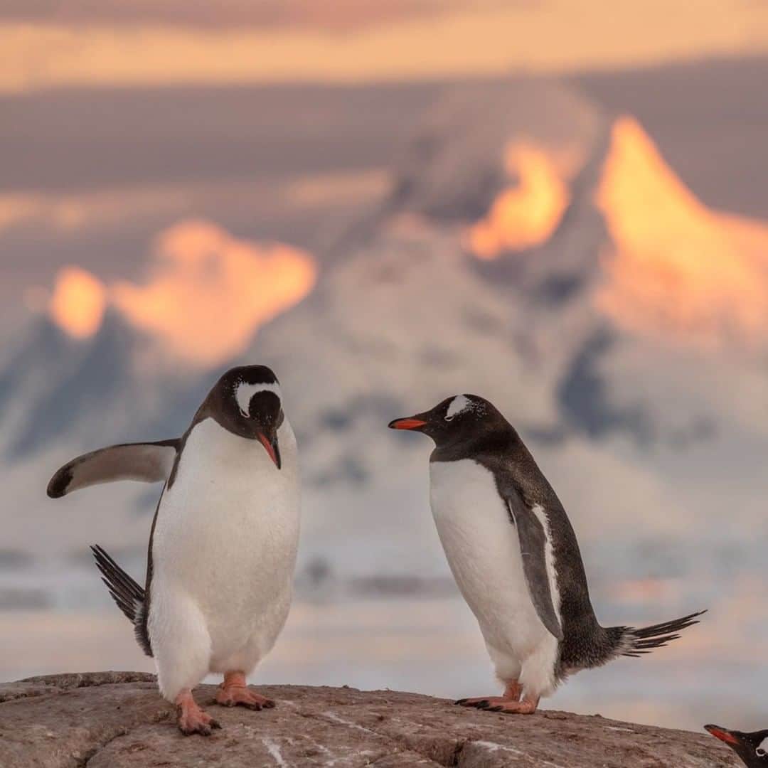 National Geographic Travelさんのインスタグラム写真 - (National Geographic TravelInstagram)「Photo by @daisygilardini | Two gentoo penguins court during a beautiful sunrise in the Antarctic Peninsula. Gentoos start breeding anywhere from two to four years old. Mating season depends on the colony location. They start breeding in the subantarctic Crozet Islands in the southern winter, in June and July, but on the Antarctic Peninsula they have to wait until the end of October. Courtship is characterized by mutual displays of trumpeting and bowing. Males will offer females pebbles for their nests. The biggest nest can include more than 1,700 pebbles. The process involves a lot of stealing from neighbors’ nests—a behavior that is very entertaining to observe! Follow me @DaisyGilardini for more images and stories behind the scenes. #penguin #gentoopenguin #Antarctica」6月16日 9時04分 - natgeotravel