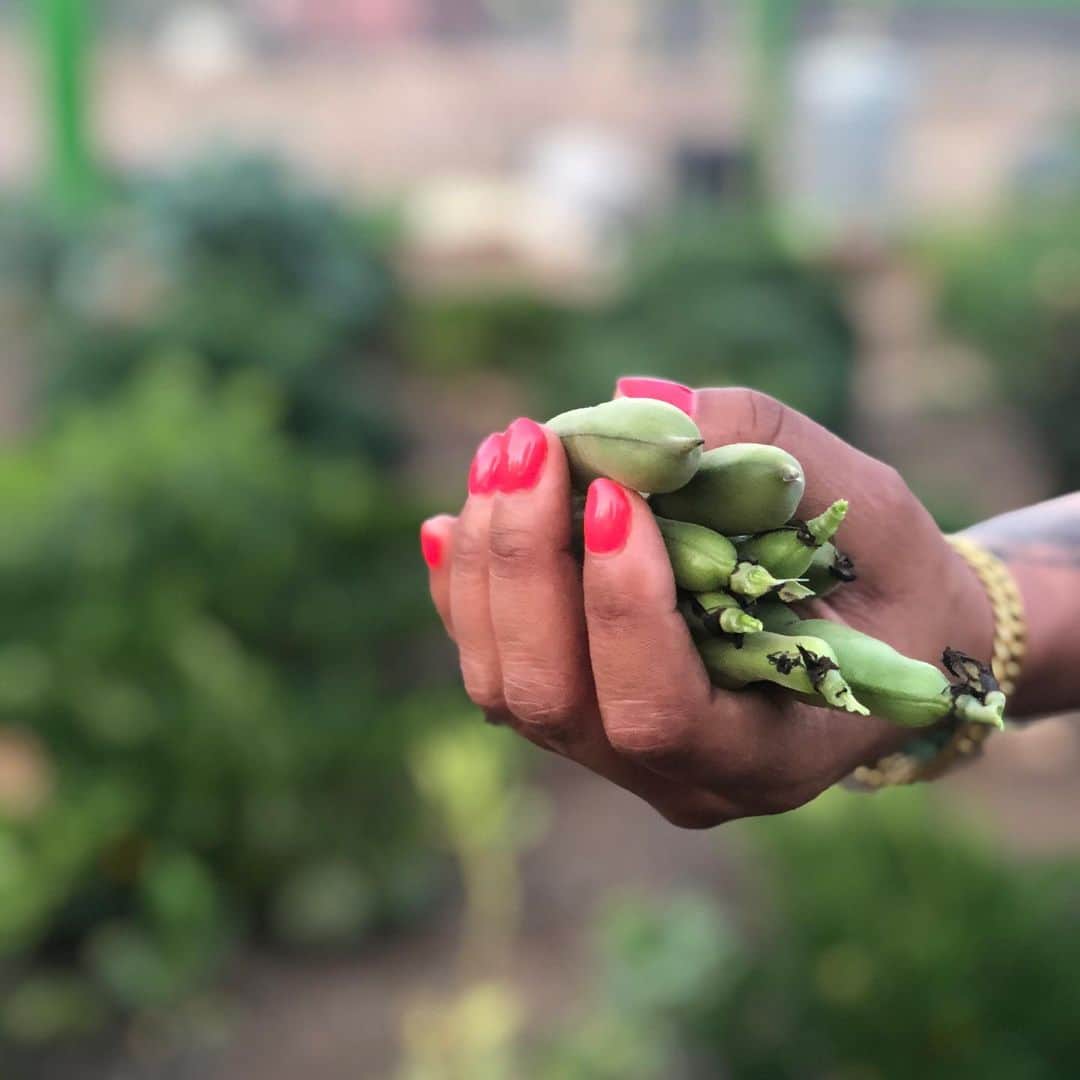 ケリスのインスタグラム：「Fava beans , bounty farms」
