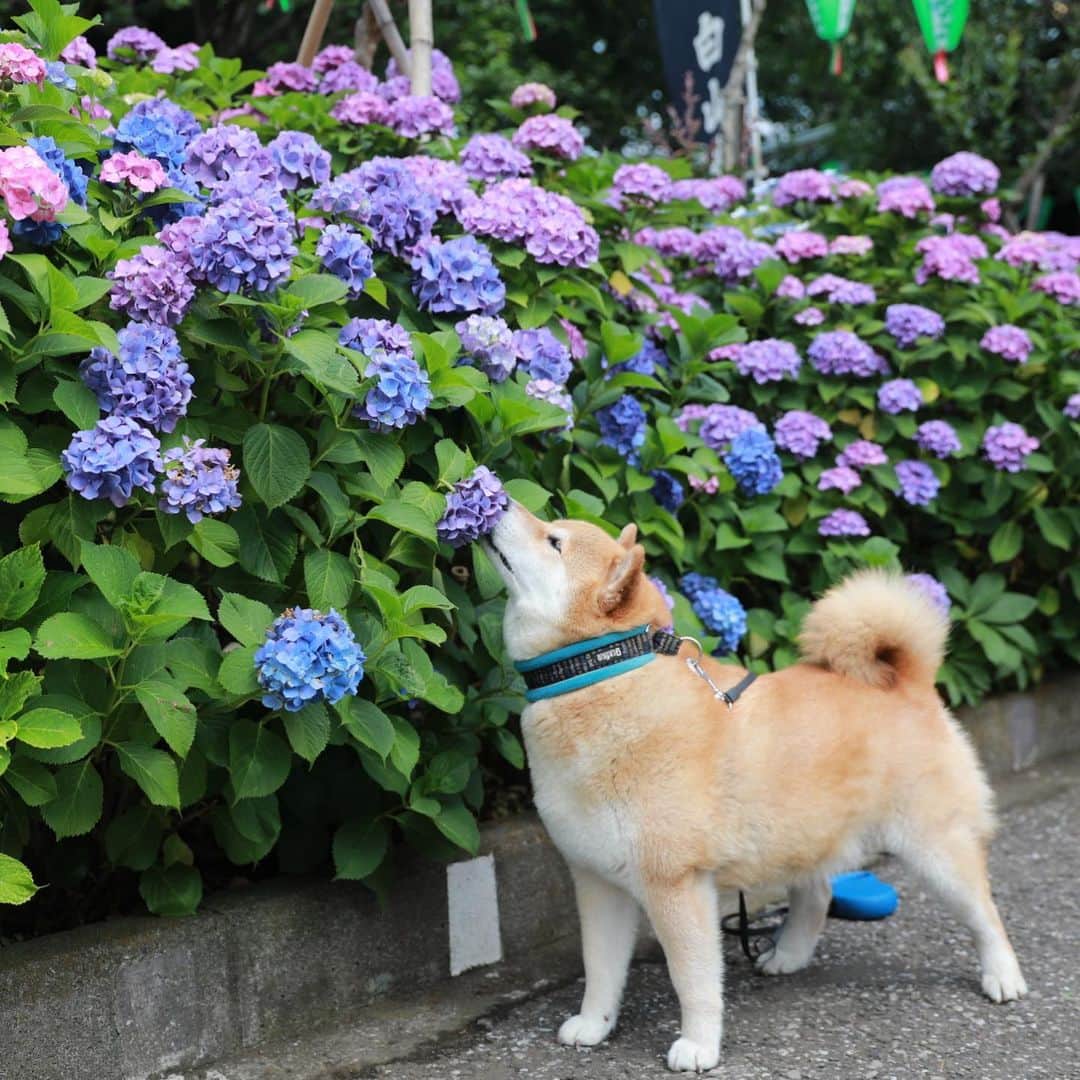 まる（まるたろう）さんのインスタグラム写真 - (まる（まるたろう）Instagram)「Good morning!✨🐶✨紫陽花いっぱい咲いてるよ〜 #まるいのがいっぱい #幸せだな〜 #不忍池」6月16日 9時25分 - marutaro