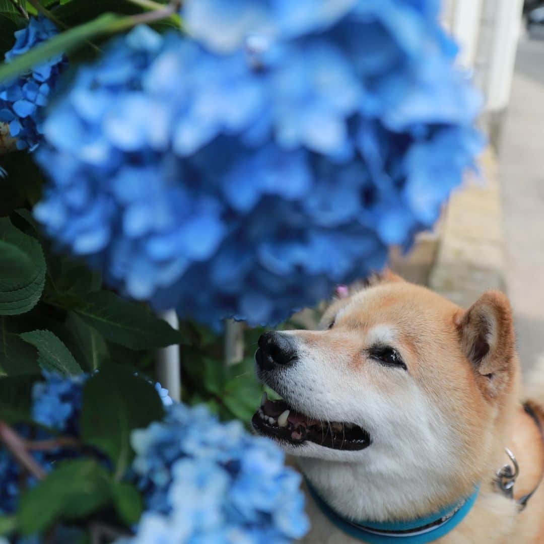 まる（まるたろう）さんのインスタグラム写真 - (まる（まるたろう）Instagram)「Good morning!✨🐶✨紫陽花いっぱい咲いてるよ〜 #まるいのがいっぱい #幸せだな〜 #不忍池」6月16日 9時25分 - marutaro