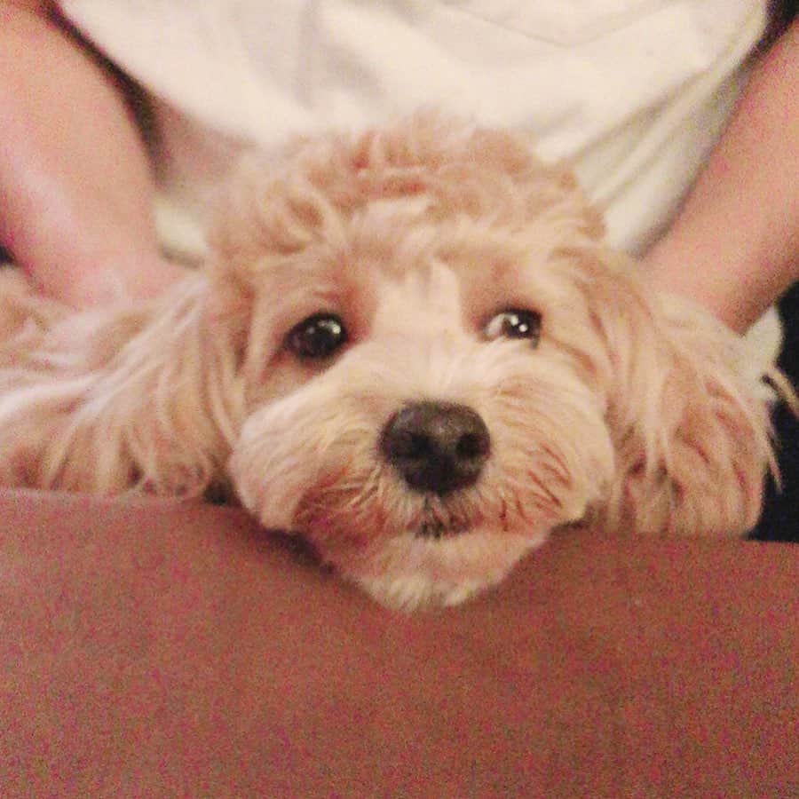 長江愛美さんのインスタグラム写真 - (長江愛美Instagram)「先日。 お友達のお犬さまと戯れてめちゃくちゃ癒された昼下がり🐶💕 あぁ、わんこって最高🐶🎀 #チワプー#マルプー でした笑」6月16日 9時28分 - manamin.512
