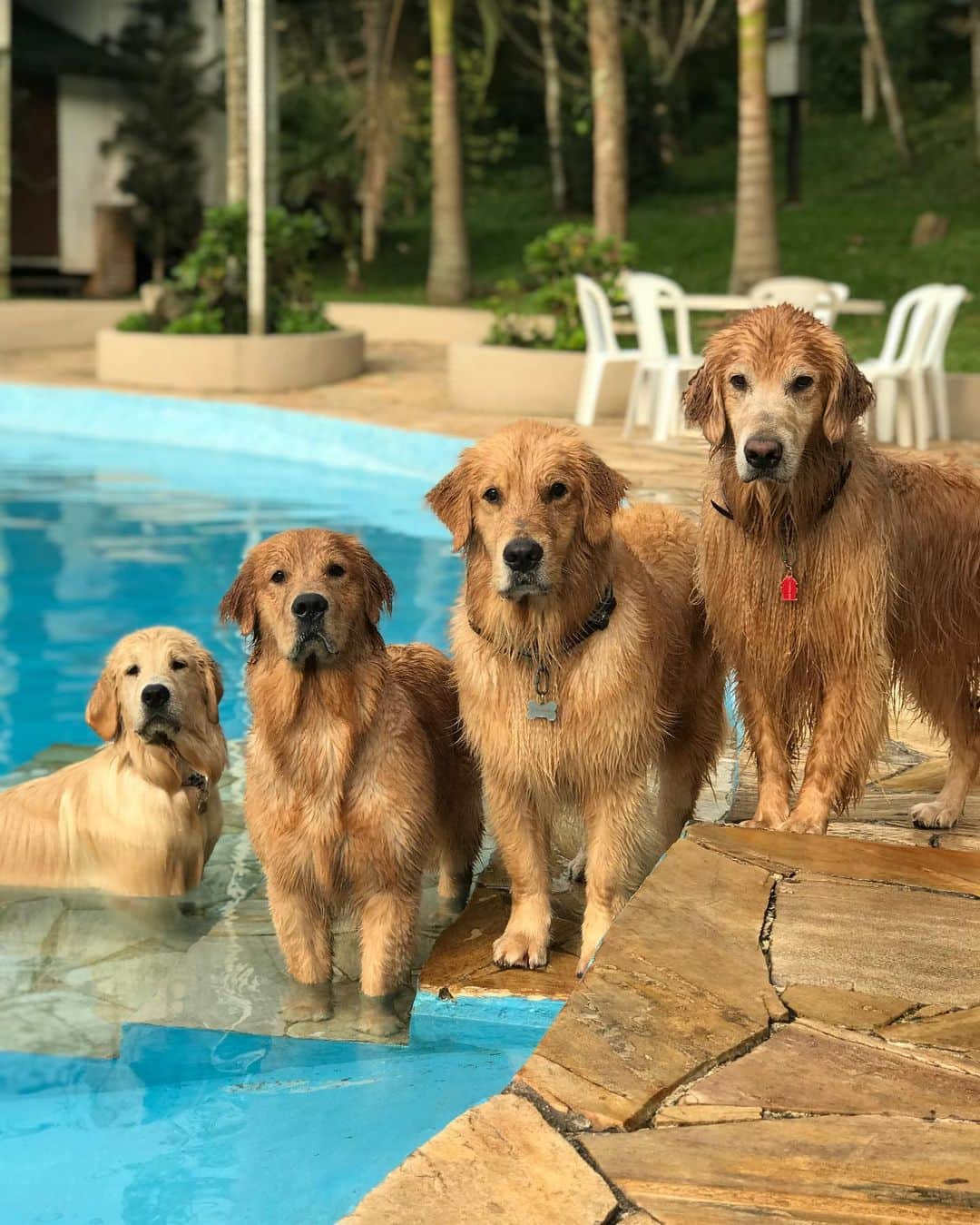 Bobさんのインスタグラム写真 - (BobInstagram)「Carão pq não teve mais #estaciapet 😫 Relembrando o dia que estávamos testando a piscina @estancia.oficial pra primeira edição do #estanciapet , olha o tamanho da @moana_estancia na esquerda da foto, quem está sentindo falta desse evento pet top também ?! 🐾🐾 #estanciapet #estanciaaltodaserra #eventopet #petfriendly #dogs #doglovers #pets #petsofinstagram #goldenretrievers #instagrammers」6月16日 9時36分 - bob_marley_goldenretriever