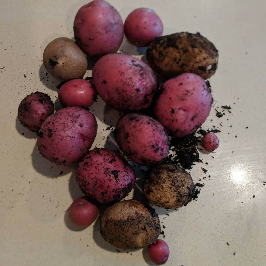 ウィル・ウィトンさんのインスタグラム写真 - (ウィル・ウィトンInstagram)「About three months ago, I cut up a couple of potatoes, and stuck them in the garden. Today, I harvested these!」6月16日 10時14分 - itswilwheaton