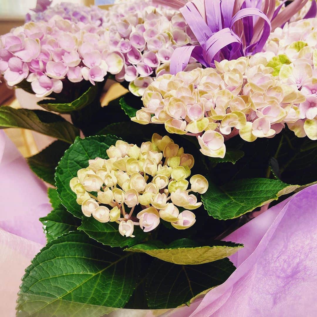 松本英子さんのインスタグラム写真 - (松本英子Instagram)「毎年、両親が贈ってくれる紫陽花💓  今年はとっても可愛い配色...😊 三日三晩陣痛で苦しんで、大雨の午後２時 私を産んでくれた母にただただ感謝です。  お誕生日メッセージも沢山たくさん本当にありがとうございます✨✨✨✨✨✨🙏 日々応援してくださる皆さん、支えてくれている家族や友人、私はとても人に恵まれているなといつも思います。 この感謝の想いをちゃんと音楽や色んな形にして恩返ししていけたらと思っています✨  2020.6.16 松本英子」6月16日 10時57分 - matsumoto__eiko