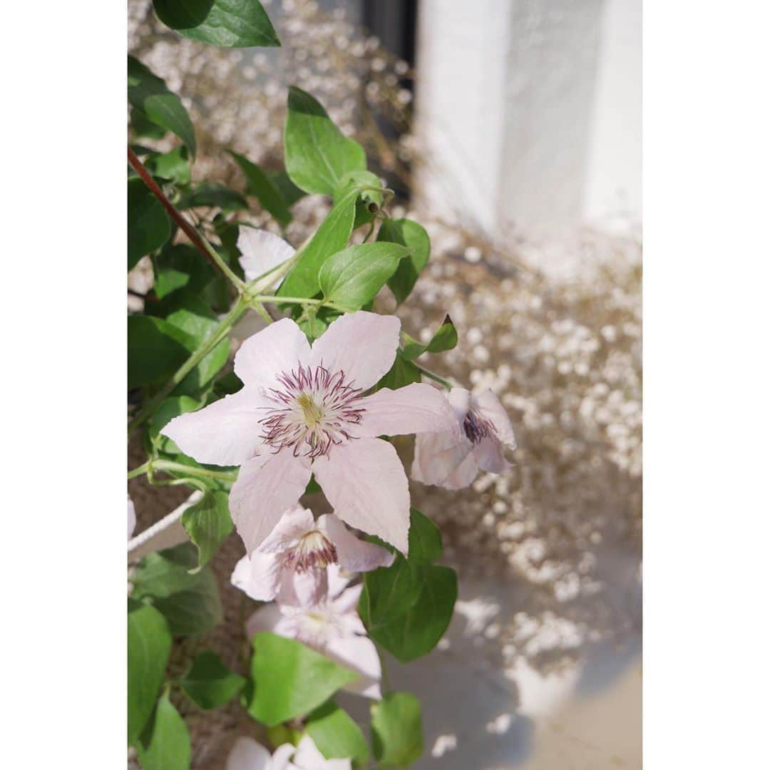 eriさんのインスタグラム写真 - (eriInstagram)「その隣のクレマチス。花は落ちてすぐ葉だけになってしまった儚い。　#デプトカンパニーのたのしみ」6月16日 11時19分 - e_r_i_e_r_i