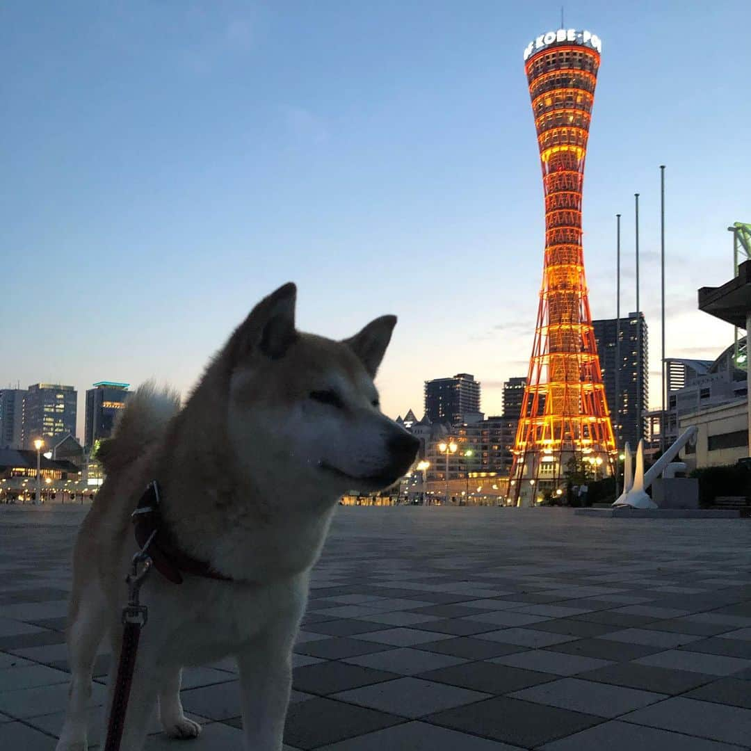 柴犬小春のインスタグラム