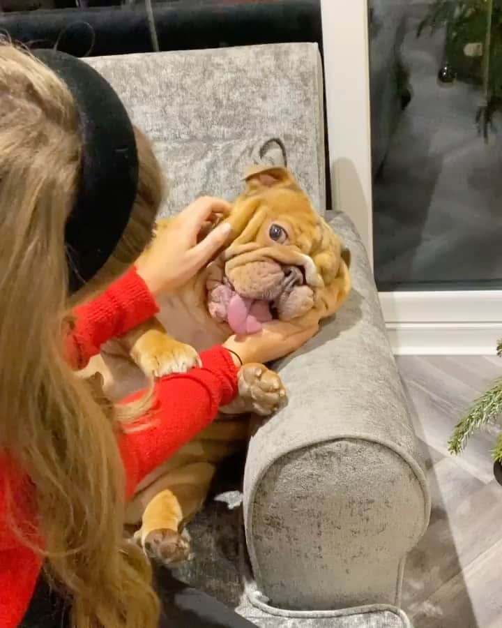 DogsOf Instagramのインスタグラム：「“I’m ticklish mummy, stops it “ writes @hugo_theenglishbulldog  #dogsofinstagram」