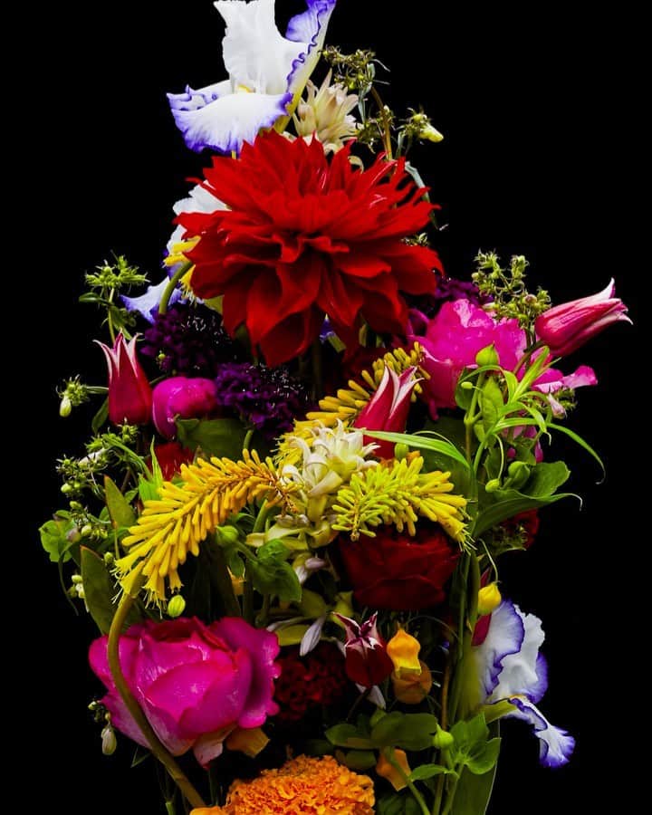 椎木俊介のインスタグラム：「Flowers  #azumamakoto #makotoazuma #shiinokishunsuke #amkk #amkkproject #flowers #flowerart #東信 #東信花樹研究所 #花  #timelapse」