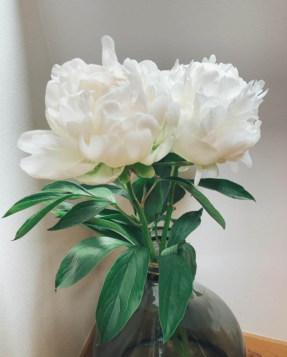 佐藤千晶のインスタグラム：「光を浴びてぐんぐん花開く☺️ #芍薬 #ピオニー #flower」