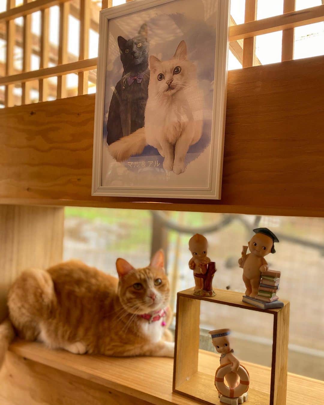 midoriさんのインスタグラム写真 - (midoriInstagram)「. . アルとマル✨. . いつまでも一緒です❤️❤️. .  @aisdelu.japan  さんで作っていただき、我が家の猫ハウスでみんなを見守っています🥰🥰. . . . 優しいタッチに仕上げていただきとても可愛く作っていただきました🙏🙏. . . こちらは原画から、タオルやマグカップ、スマホケースなどオリジナルのグッズも作成できるそうです☝️. . .  15％OFFのクーポンコード 『thr15off』がありますので是非、覗いてみてください🙏. . .  #aisdelu#aisdeluイラスト #似顔絵#イラスト#イラストレーター#ペットイラスト#絵#手描き#グラフィック#うちの子グッズ#ペット似顔絵#オリジナルグッズ #プレゼント#ギフト #メモリアル #写真好きな人と繋がりたい #オーダーメイド #うちの子記念日 #オリジナルグッズ #ペットオーダークッション #ペット #猫  #ねこ#ネコ#ねこすたぐらむ #にゃんこ #にゃんすたぐらむ#猫好きな人と繋がりたい #保護猫#白猫#グレー猫」6月16日 12時32分 - midorinotanbo