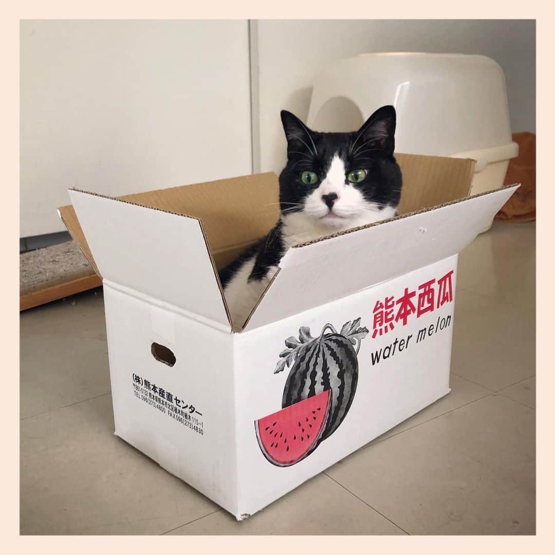 パンといっぴきのインスタグラム：「#元保護猫 #白黒猫 #ハチワレ #blackandwhitecat #tuxedocat #catinabox #箱猫」