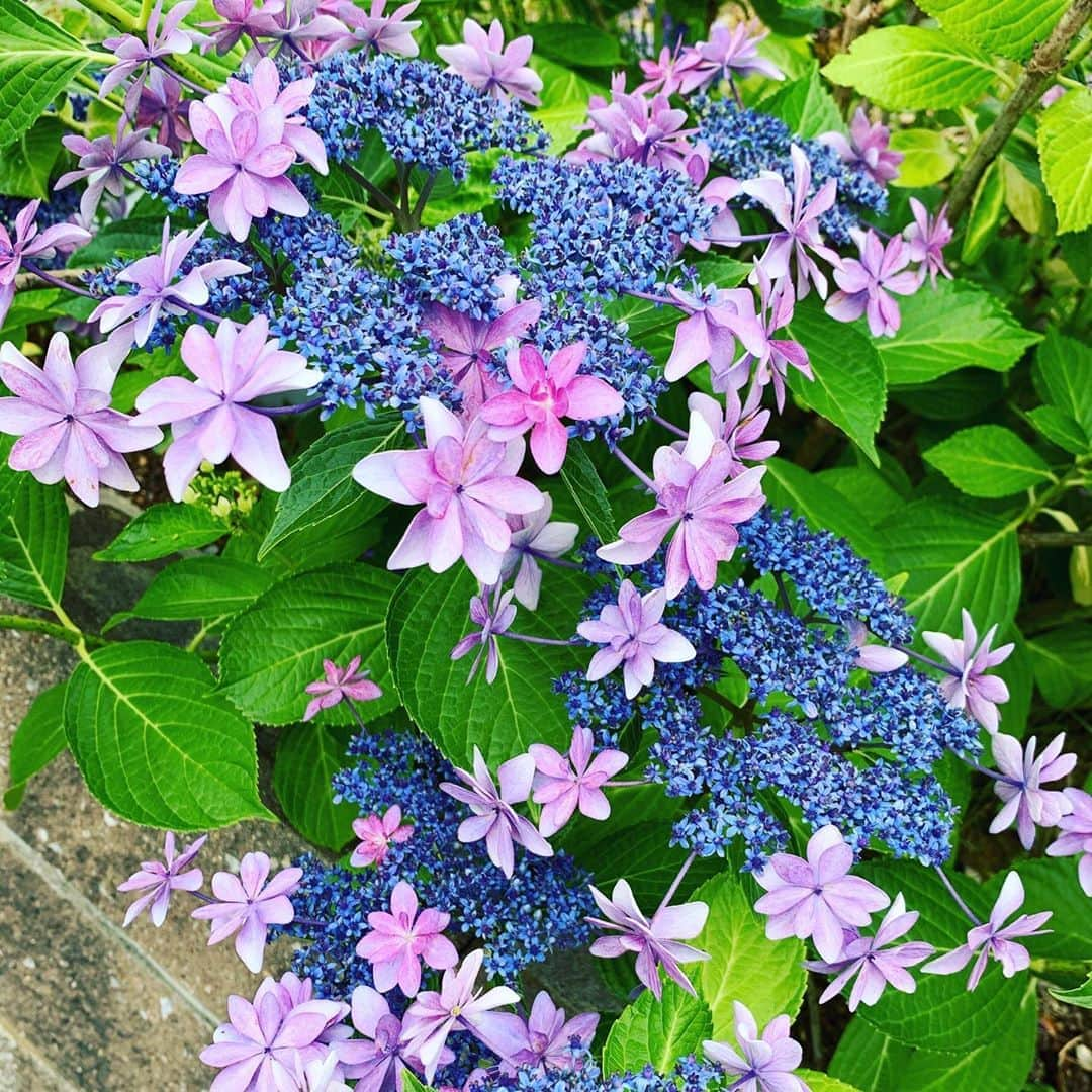 美城れんのインスタグラム：「今日は…紫陽花を😊　梅雨に綺麗に咲いてる紫陽花　種類もたくさんあり、晴れてる日のウォーキング中には色々な紫陽花を見る事も楽しみの一つになってます😊✨☔️ 今日も、全てに心からの感謝を…😌🙏✨✨✨mahalo🌈」