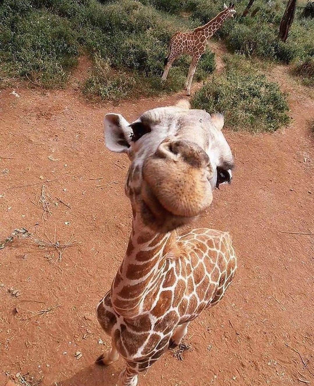 animalsさんのインスタグラム写真 - (animalsInstagram)「Happy Tuesday from this cute little giraffe 🦒」6月16日 22時43分 - babyanmlpics