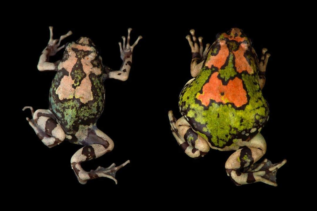 Joel Sartoreさんのインスタグラム写真 - (Joel SartoreInstagram)「Malagasy rainbow frogs are some of the most colorful amphibians found on the island of Madagascar. Unfortunately, their brilliant coloration might be contributing to their downfall, as the main threat to this species is overcollection for the pet trade. Remember, you can help protect species like this one by doing thorough research before bringing a new pet into your home. Wild animals are best suited for life in the wild - consider adopting from your local shelter instead. Photo taken @rivermuseum. #rainbowfrog #rainfrog #Madagascar #amphibian #duo #adoptdontshop #PhotoArk #savetogether」6月16日 22時51分 - joelsartore