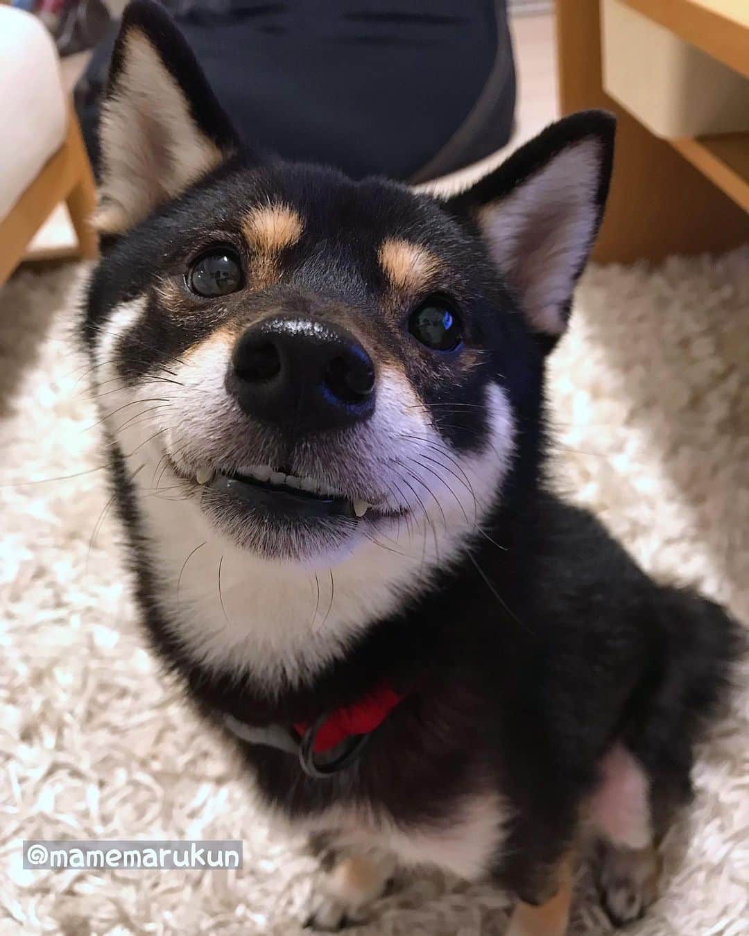 まめ丸のインスタグラム：「* * あれあれ❓ めずらしく歯とキバが見えちゃってるぼく🐶💓 * smile with white teeth🐶💓 * #めずらしいおかお #たまにはね #ニン🐶💓 * #柴犬#豆柴#柴#黒柴#犬#ふわもこ部#いぬのきもち#しばいぬ#shiba#shibainu#shibastagram#shibadog#puppy#instadog#dogstagram#dog#9gag#pet#petstagram#adorable#강아지#shibe#weeklyfluff」