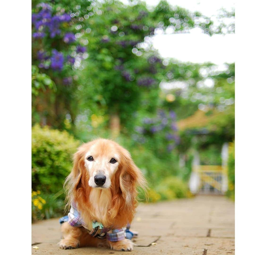 ?モデル?大地?さんのインスタグラム写真 - (?モデル?大地?Instagram)「♪🐾2020*6*16🐾 . 📷写真を粘って撮りがちなので😅 . 『まだ？』とか『もーいーでしょ』と 👑大地によく言われます…😅😅😅 . . 🐾🐾🐾🐾🐾🐾🐾🐾🐾🐾🐾🐾🐾🐾 . #大地#大好き#だいすき #いつも一緒#ずっと一緒 #大地なしでは生きて行けませんw #いぬ#イヌ#犬#わんこ . #ワンコ#愛犬#いぬばか部 #犬バカ部#いぬら部#いぬすたぐらむ #犬のいる暮らし#pecoいぬ部 #散歩#お散歩#楽しい . #横浜#yokohama#神奈川 #ミニチュアダックスフンド#ミニチュアダックス #ダックスフンド#ダックス #バラ#公園」6月16日 15時02分 - sachi_daichi