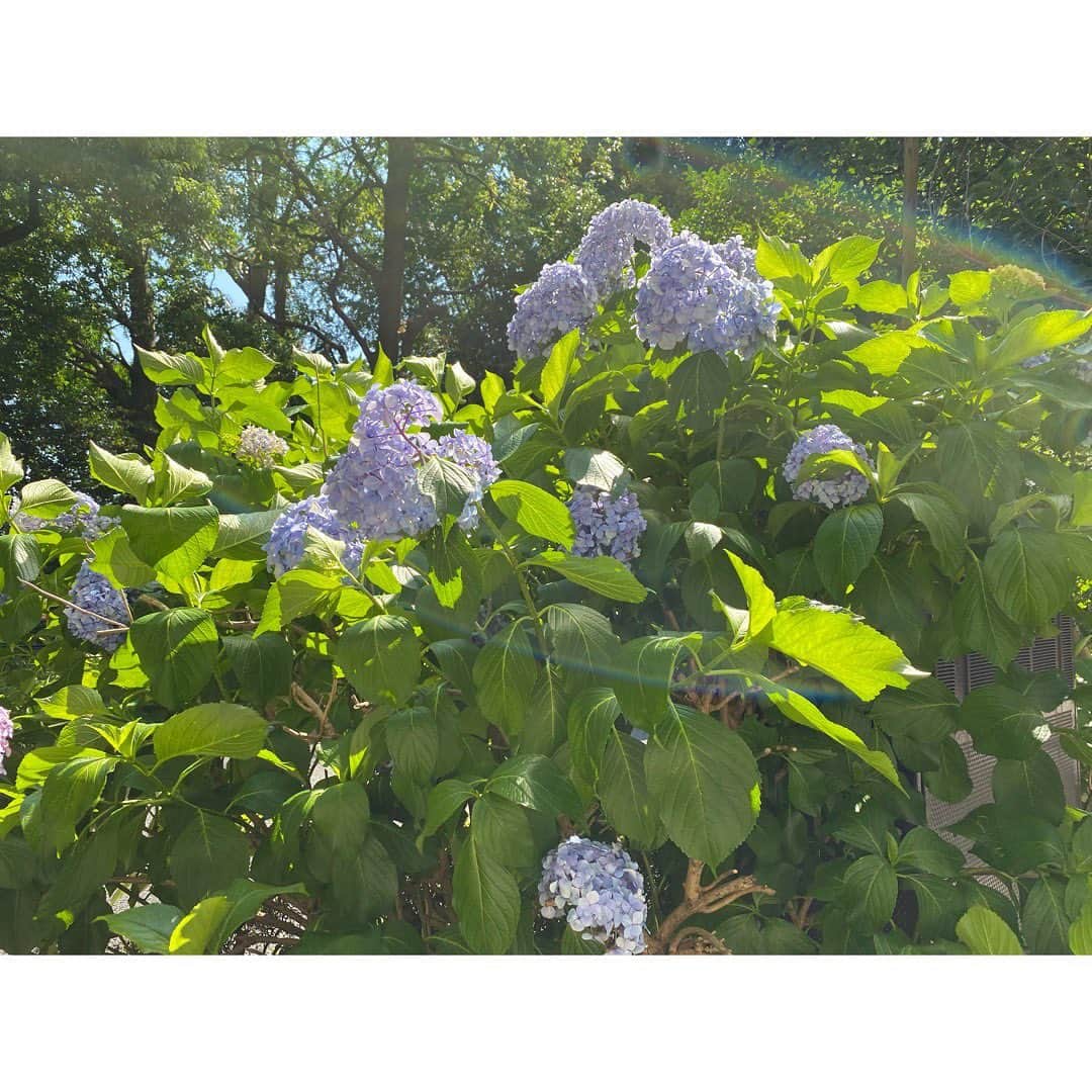 村上りいなさんのインスタグラム写真 - (村上りいなInstagram)「新宿御苑近くの紫陽花が綺麗だったので撮りました☺️この時期ならではだね！  鮮やかな紫陽花に見惚れた。美しいお花✨  #beautiful #flower #紫陽花　#あじさい #花　#hydrangea #繡毬花　#wonderful  #cute #purple #blue」6月16日 15時03分 - riina_murakami