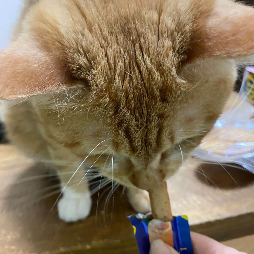 金巻ともこさんのインスタグラム写真 - (金巻ともこInstagram)「スティックみたいなちゅーるを食べるのが下手なチャイ。ハクは上手に食べ終わったよ。  #hakuchai #cat #茶トラ #猫多頭飼い #tabby #orangetabby #catstagram」6月16日 15時27分 - tomotomoco