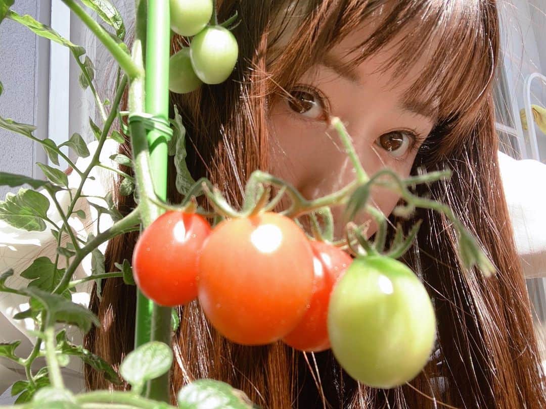 中根夕希のインスタグラム：「🍅🍅🍅 一度赤くなり始めたら早いもので。 そろそろ収穫かな。 #ベランダガーデニング　 #ミニトマト #巣篭もりの成果」