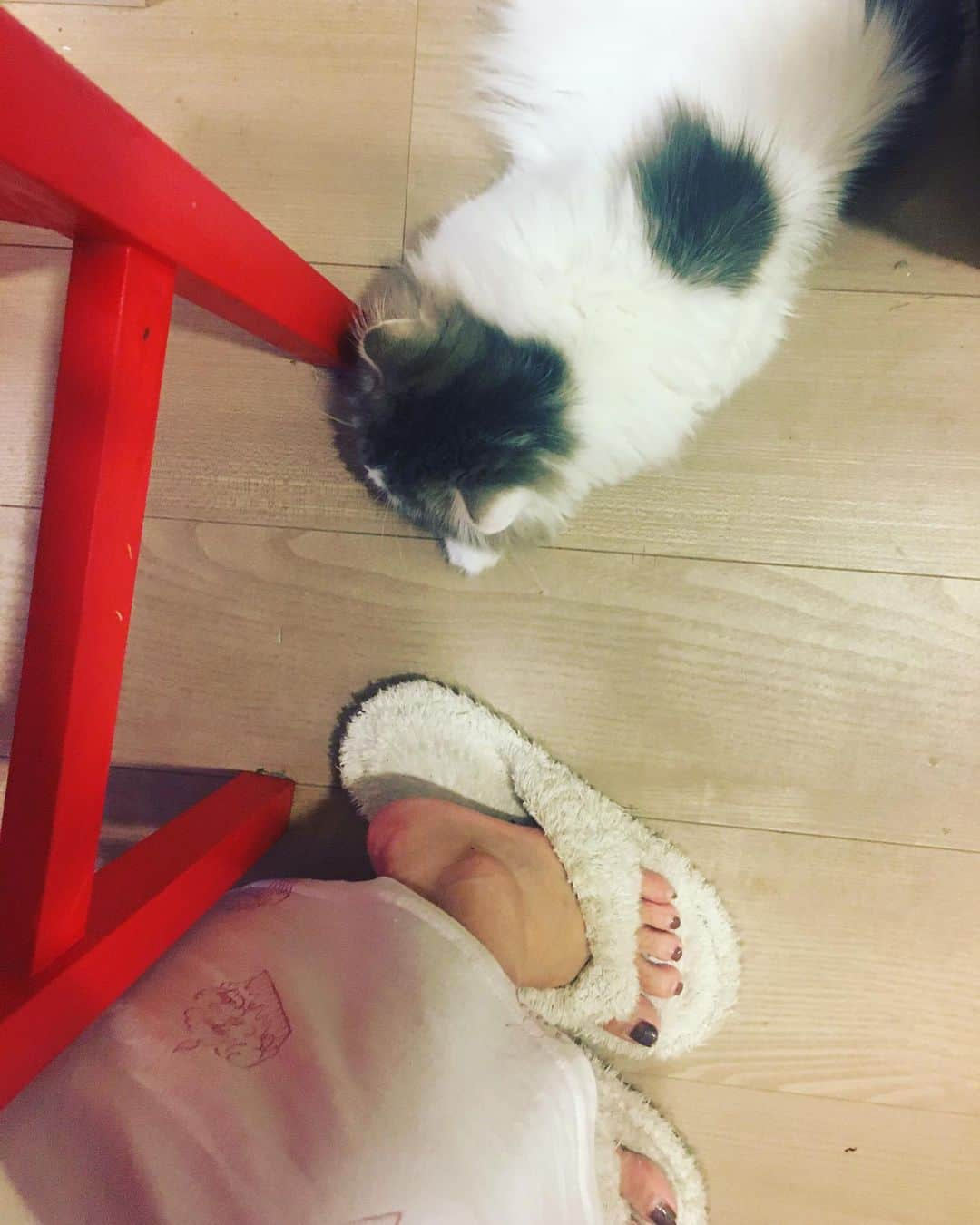 佐藤仁美さんのインスタグラム写真 - (佐藤仁美Instagram)「どこに行ったかなーと思ったら、めっちゃ足元にいた💦びっくりしたーw #むぎ #スコティッシュ」6月16日 15時39分 - sato.hitomi.19791010