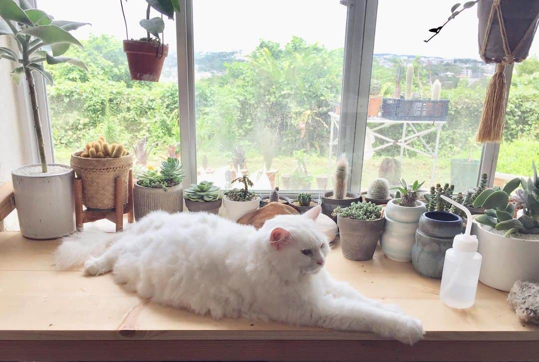 田辺あゆみさんのインスタグラム写真 - (田辺あゆみInstagram)「💖 植物用に作った台は、ネコたちのお気に入りの場所で、どかしたとたんにこうなる。 ので、裏庭に設置した新たな台に半分を移動。 ワタは最近体調があまり良くないから、少しの要望でもきいてあげなければ。 そもそもワガママもイタズラもほとんどないお利口さんなので😌 #watanita」6月16日 15時43分 - _ayumitanabe_