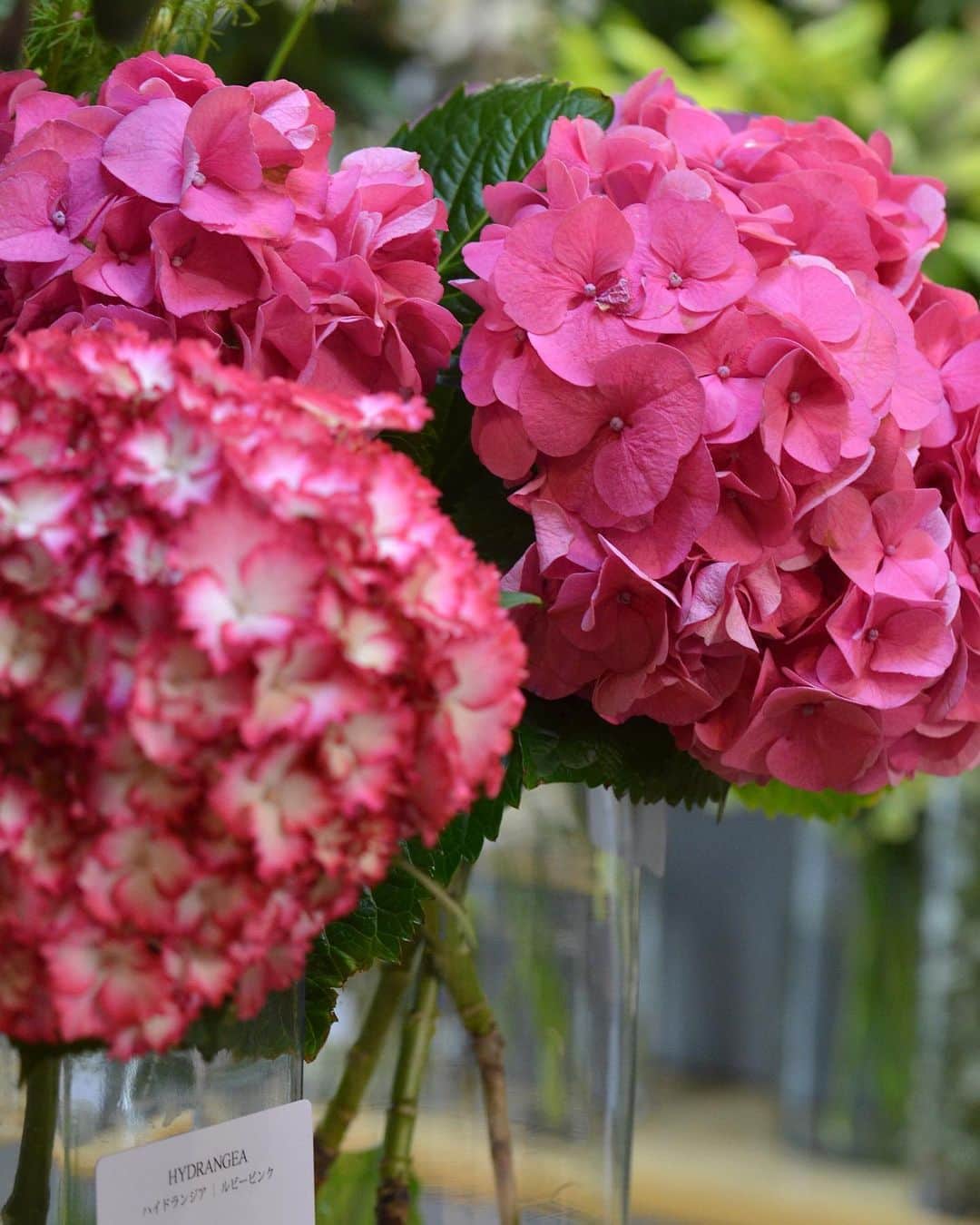 AOYAMA_HANAMOさんのインスタグラム写真 - (AOYAMA_HANAMOInstagram)「関東では先週梅雨入りし、蒸し暑い日が続いています。 6月に咲く花と言えば、アジサイですね。青山花茂のある東京でも品種によっては早くも見頃を迎え、美しい花姿で人々を楽しませています。 アジサイは庭木として親しまれていますが、生花店では切花としてお取り扱いしています。 近年品種改良が進み、花のボリュームも大きく花持ちもよく、純白やライムグリーンのものから独特のダークカラーなど、多彩な花色をお楽しみいただけるようになりました。青山花茂ではほぼ年間を通してご用意しています。 季節感豊かなアジサイをぜひお楽しみください。 - - - #aoyamahanamo #flowers #flowershop #florist #instaflower #flowergram #flowerstagram #flowerlovers #花 #花屋 #生花店 #フラワー #ザ花部 #花のある暮らし #花のある生活 #青山花茂 #アジサイ #紫陽花  #ハイドランジア #hydrangea #フラワーギフト #プレゼント #flowergift #freshflowers」6月16日 16時01分 - aoyama_hanamo