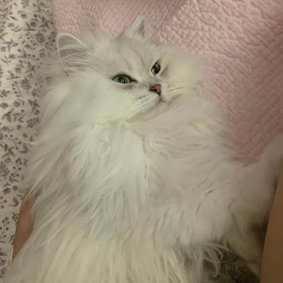 후추네큰언니のインスタグラム：「자는거 귀여워서 사진찍을라고 슬쩍 폰 갖다대는데 항상 귀신같이 알고 깨버리는 것 🤷‍♀️ . . . . .  #후추  #고양이  #냥스타그램 #캣스타그램  #Hoochu #Hoochuthecat #cat #cats #catstagram #catsofinstagram #topcatphoto #bestmeow #ilovecat #cute #fluffy #petstagram #instacats」