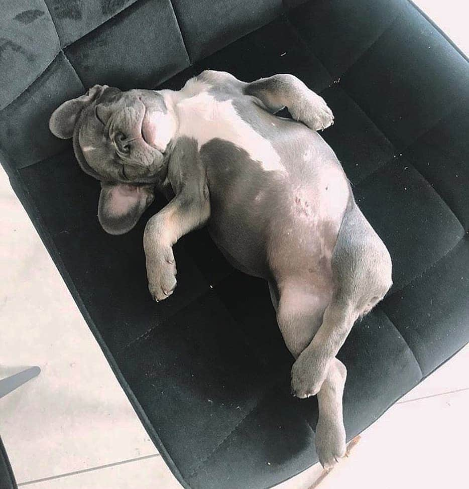 French Bulldogさんのインスタグラム写真 - (French BulldogInstagram)「Remaining ladylike at all times...🐾💕 @miss.bella.s . . . . . #bullyinstafeature #bulldogfrances #ブヒ#frenchiepup #bullygram #bullybreeds #愛犬 #bully #bullyworld #instafrenchie #불독 #bulldogfrancese #フレンチブルドッグ #bouledogue #french_bulldogs #bullynation #フレブル #bullylife #bulldogsofig #loveabully #adorabull #bulldoglovers」6月16日 16時13分 - frenchie.world