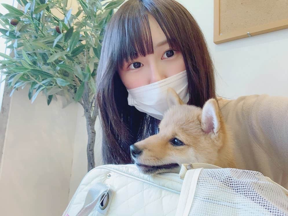 環奈（長沢菜々香の飼い犬）のインスタグラム