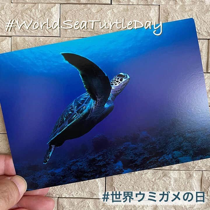 アメリカ大使館さんのインスタグラム写真 - (アメリカ大使館Instagram)「今日は#世界ウミガメの日 🐢 🐢ウミガメは恐竜🦕🦖が生息していた1億1,000万年前か地球にいると推定されています🌎雄大な海の生き物「ウミガメ」を海のプラスチック汚染や上昇する気候変動から守る為にできることを考えてみたいですね。 . #usa #america #studyabroad #livinginamerica #worldseaturtleday #environment #pollution #seaturtle #dinosaurs #earth #blueocean #protect #アメリカ #アメリカ生活 #留学 #環境 #環境問題 #汚染問題 #ウミガメ #青い海 #恐竜時代 #地球 #海の生き物 #生息 #亀 #気候変動 #プラスチック汚染 #太平洋」6月16日 16時58分 - usembassytokyo