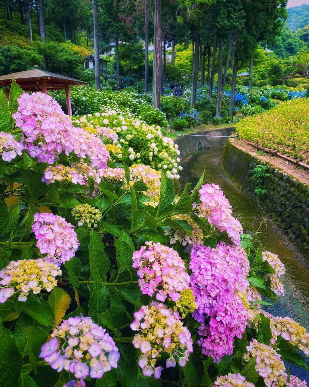 hama_aki_pppさんのインスタグラム写真 - (hama_aki_pppInstagram)「京都府宇治市#三室戸寺  Location Kyoto Japan  2020.6.12  #日本の絶景  #美しい日本　 #こころから #おとな旅プレミアム　 #タビジェニ　 #神社仏閣  #寺社仏閣  #寺社巡り  #お寺巡り  #じゃらん花畑　 #紫陽花寺  #あじさい寺  #bns_flowers  #Lovers_nippon  #top_favorite_shots  #allthingsofbeauty_  #nippon_lovers  #inspring_shot  #beautiful_kansai  #angelsandflowers_  #flora_addict  #charming_nature_  #mns_flower  #japanesegarden  #lovers_united_japan  #igbest_shots  #special_spot_  #絶景delic」6月16日 17時11分 - hama_aki_ppp