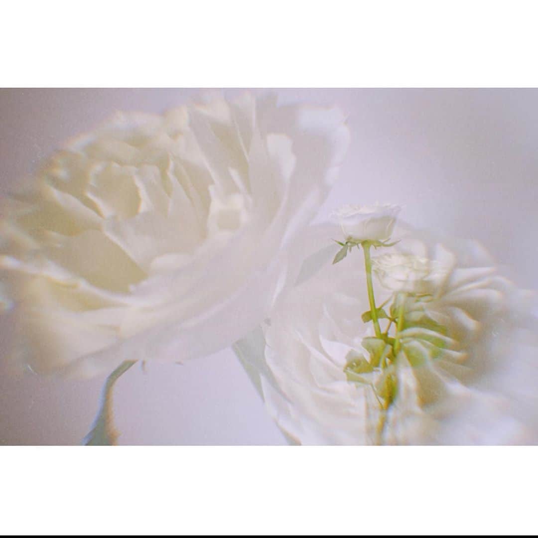 松岡美沙さんのインスタグラム写真 - (松岡美沙Instagram)「白いバラ . ひまわりが枯れてしまったので用事ついでに花屋さんへ、、 . . 見ていたらなんだか涼しい感じがしたのと、"たま"って書いてあったから親近感というか。、そんなんで買ってみました😌 本当の品種は正直わかりません、(調べたけど種類ありすぎて、、) . 青い花とかも欲しかったけど、それはまた今度に🍊 はぁ、にしてもほんとに可愛い、 . . . #花  #白いバラ」6月16日 17時17分 - matsumisa1129