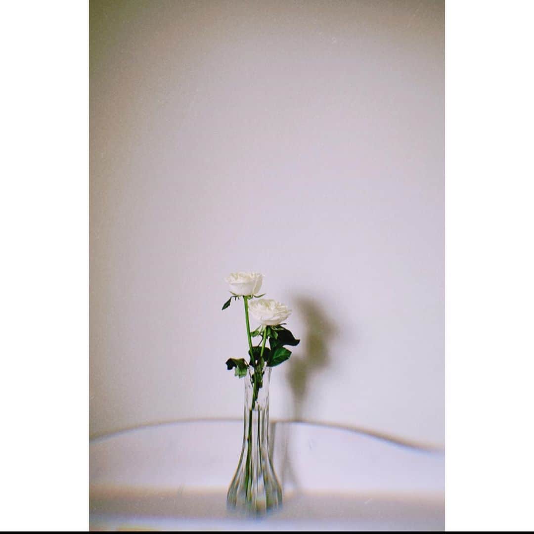 松岡美沙さんのインスタグラム写真 - (松岡美沙Instagram)「白いバラ . ひまわりが枯れてしまったので用事ついでに花屋さんへ、、 . . 見ていたらなんだか涼しい感じがしたのと、"たま"って書いてあったから親近感というか。、そんなんで買ってみました😌 本当の品種は正直わかりません、(調べたけど種類ありすぎて、、) . 青い花とかも欲しかったけど、それはまた今度に🍊 はぁ、にしてもほんとに可愛い、 . . . #花  #白いバラ」6月16日 17時17分 - matsumisa1129