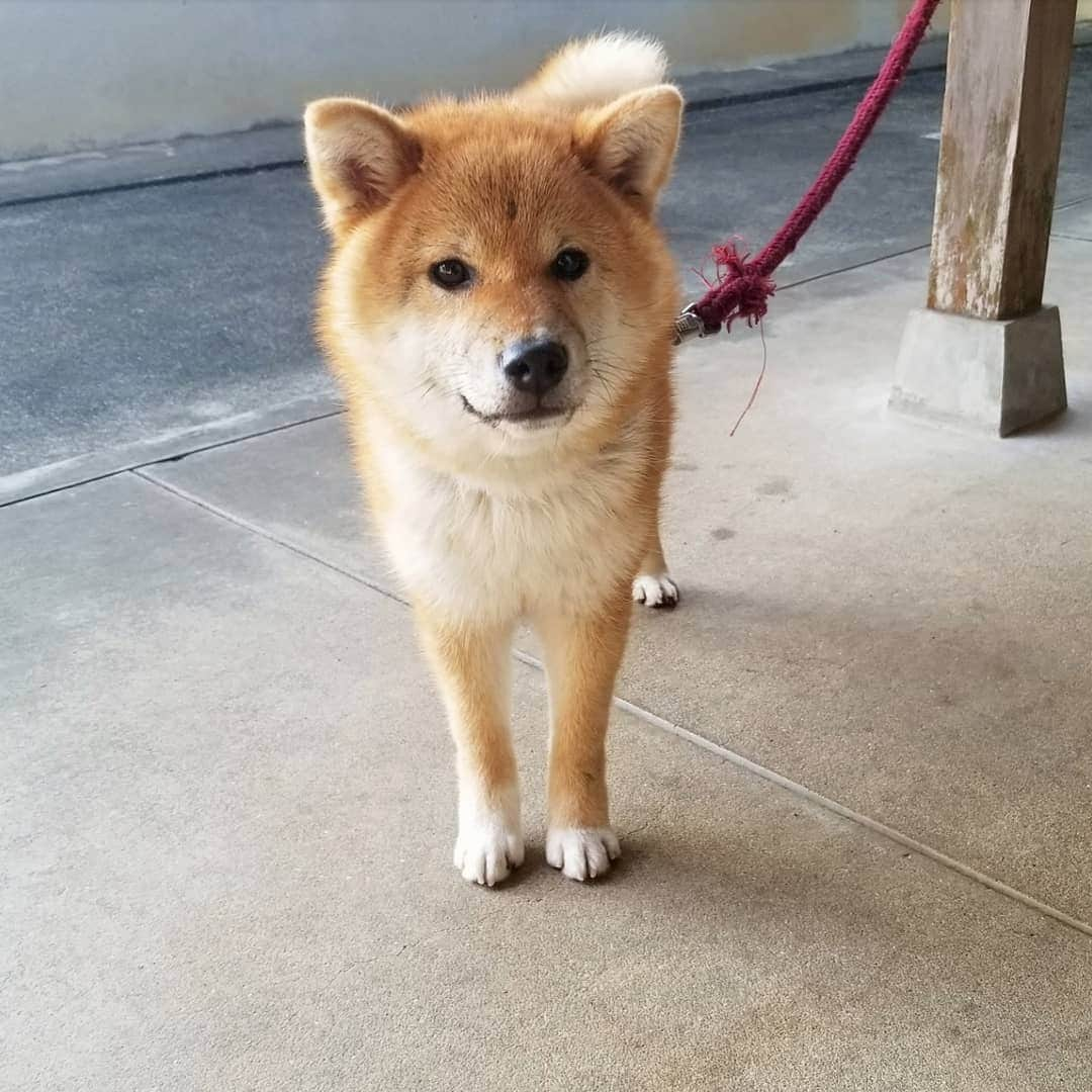 柴犬たま Shibainu Tamaのインスタグラム