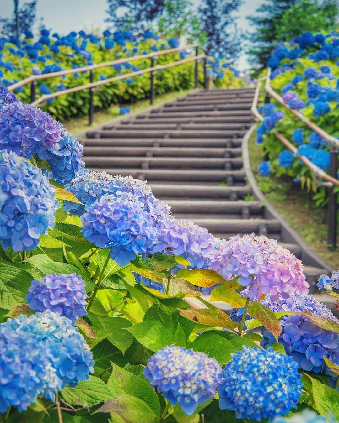 楽天トラベル さんのインスタグラム写真 - (楽天トラベル Instagram)「こんにちは😊 今日は東京のあじさいスポットをご紹介します✨  ーーーーーーーーーーーーーー 📍#シンボルプロムナード公園 （東京都 お台場） ーーーーーーーーーーーーーー 臨海副都心エリアにあるシンボルプロムナード公園と水の広場公園は、美しいアジサイの群生が見られる隠れ人気スポット。 階段沿いに咲く青や白のあじさいが楽しめます。 ーーーーーーーーーーーーーー Special Thanks💓 📸Photo by @sora111128  みなさんの #次の旅先リスト もぜひ教えて下さいね ーーーーーーーーーーーーーー 旅先で出会った美しい風景や素敵な旅館などを  #rakutentravel を付けてぜひシェアしてください😊 このアカウントでご紹介させていただきます💗 ーーーーーーーーーーーーーー  #楽天トラベル #旅行好きな人と繋がりたい #旅したくなるフォト #旅行 #国内旅行 #おうちで旅体験 #旅行好き #旅行好きと繋がりたい #travel #trip #japan #日本の景色 #日本の絶景 #日本の風景 #あじさい #紫陽花 #アジサイ #お台場 #水の広場公園 #アナベル #花 #花マップ #はなまっぷ #写真撮ってる人と繋がりたい」6月16日 18時24分 - rakutentravel