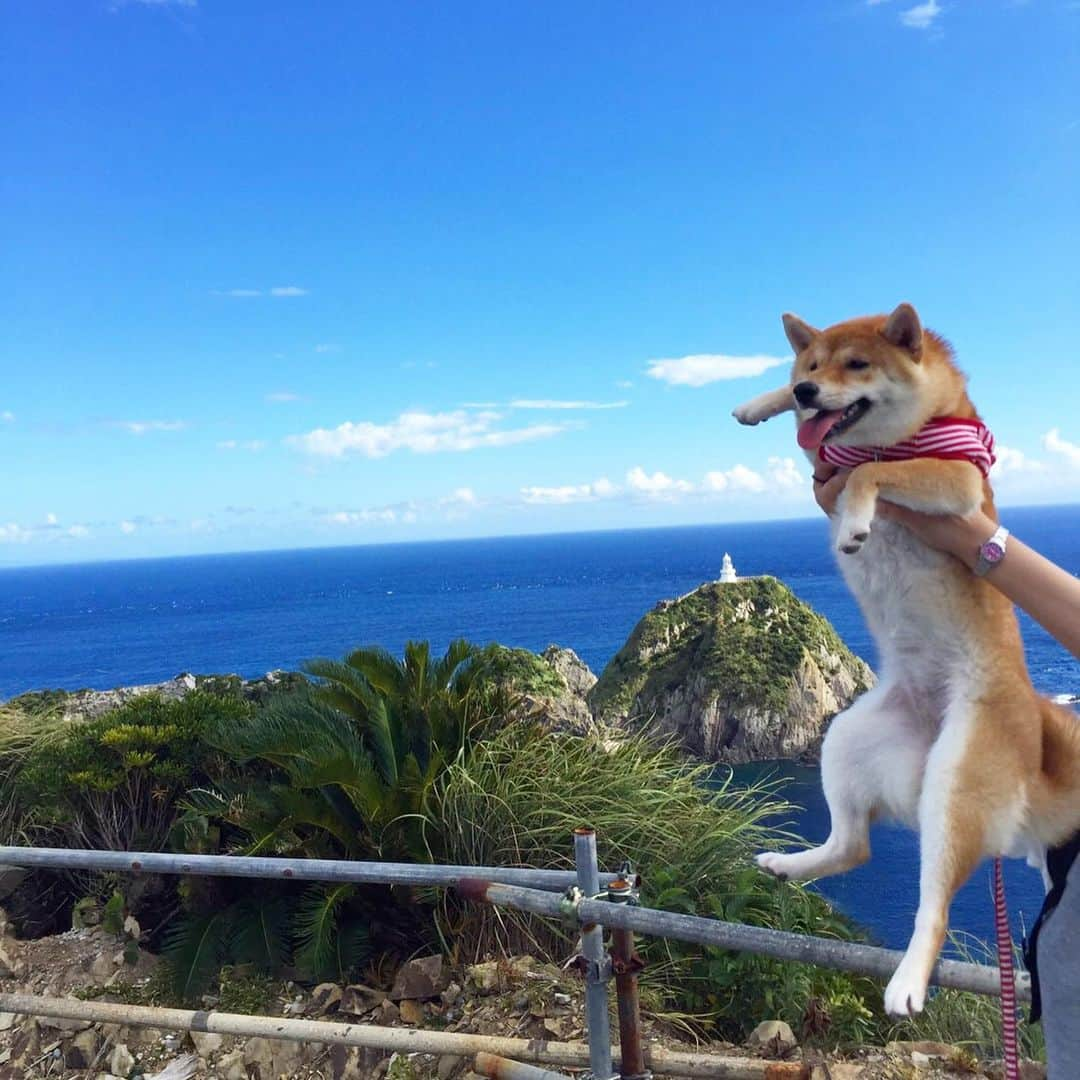 柴犬ハル&保護犬すずのインスタグラム