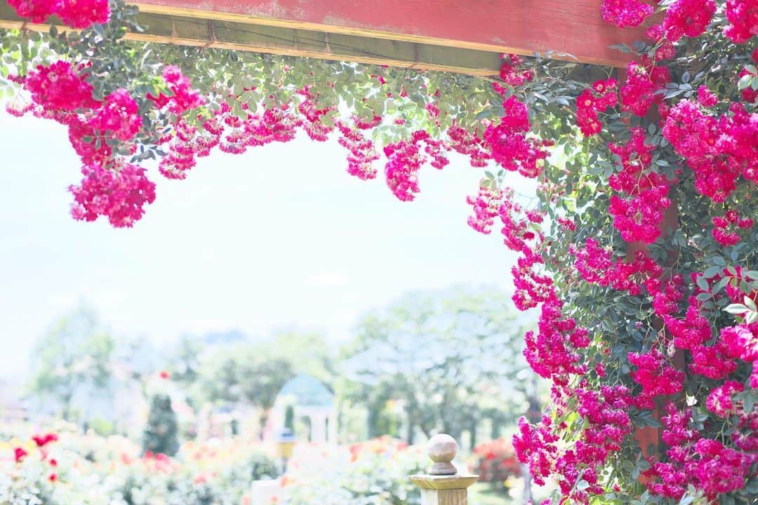 kiccyomuのインスタグラム：「☁️ 2020.06.16 Tue #京成バラ園 今年も咲いてた #薔薇 🌹 ここからの眺めも この構図も好きです😄 #心に花を  今日もお疲れ様でした😊 明日も元気に🤗 * location #千葉 📷撮影 2020年06月07日」