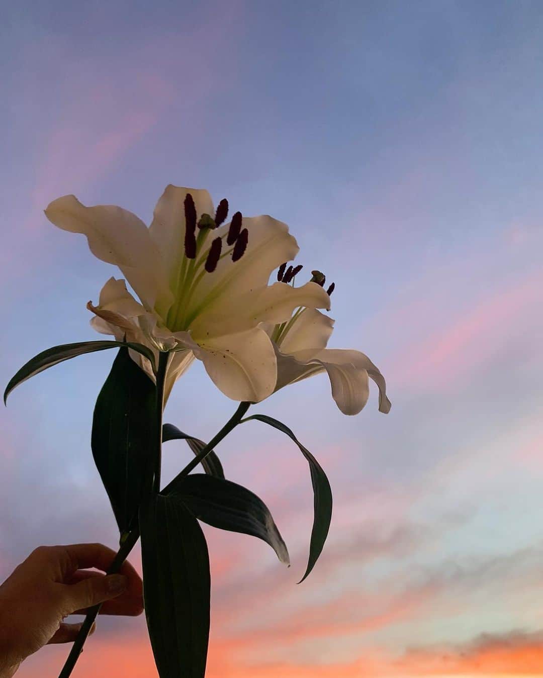 カルメン・ハミルトンのインスタグラム：「Magic hour at home ✨」