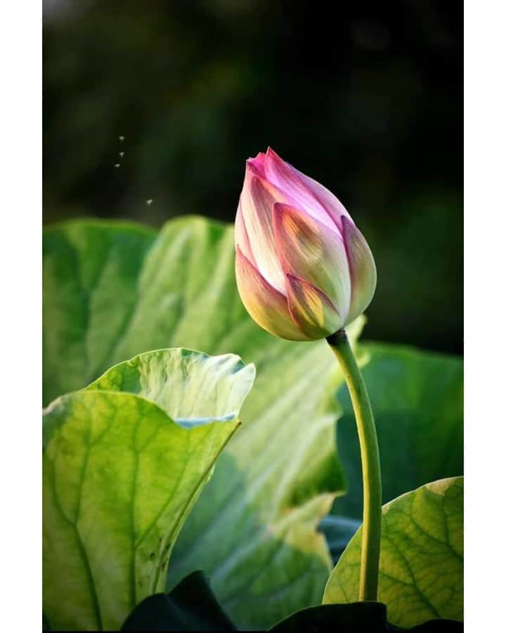 花の写真館のインスタグラム：「Photo by 大庭美雪.⠀ .⠀ Original Post[投稿いただいたURL]⠀ https://www.facebook.com/photo.php?fbid=836001393467288⠀ .⠀ 本アカウントは、 #私の花の写真 をつけてInstagramに投稿された皆さまの花の写真や、「花の写真館」Facebookページで投稿された花の写真を紹介します。⠀ 「花の写真館」Facebookページは、「 @floral.photograph 」のプロフィールにあるURLからご覧ください。⠀ .⠀ ※各自、政府、自治体など公的機関の指示に従った行動をお願いします。⠀⠀ 東京カメラ部および分室では、写真を「見る楽しみ」を提供することを通して、微力ながら皆様にわずかな時間でも癒しをお届けしたいと思っております。⠀ ※本アカウントは東京カメラ部がFacebook、Instagramのサービスを利用して運営しているもので、Facebook社・Instagramとは一切関係ありません。⠀ .⠀ #花の写真館 #floralphotograph #floralphoto #flower #flowers⠀ Follow: @floral.photograph」