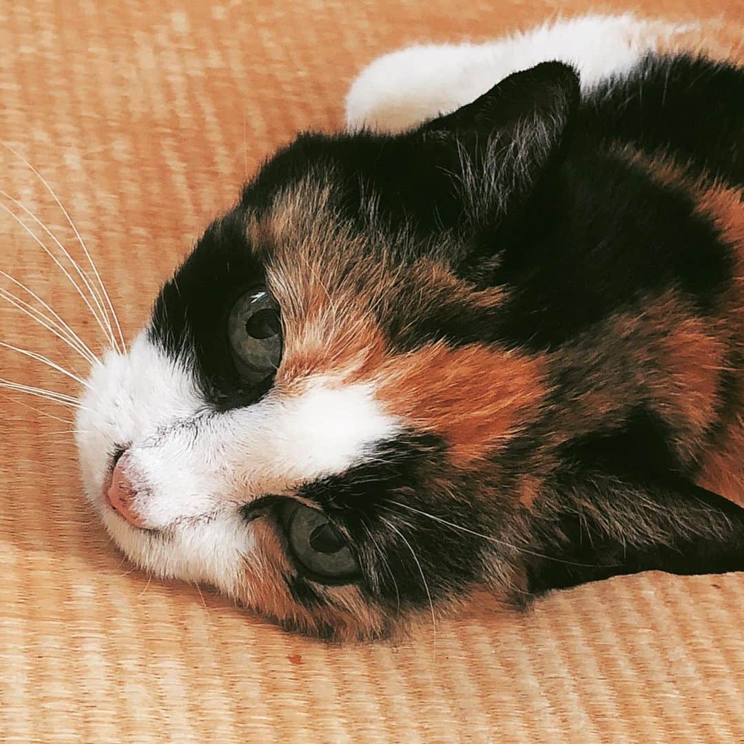 門倉聡のインスタグラム：「暑い😵 #ねこのいる生活 #catlife」