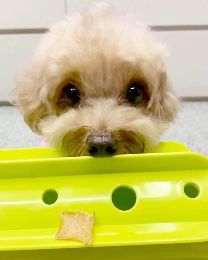 Truffle??松露?トリュフのインスタグラム