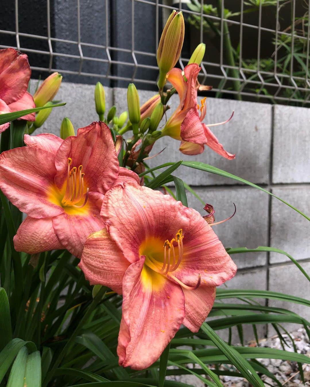 指出瑞貴さんのインスタグラム写真 - (指出瑞貴Instagram)「🌿💐🦋🌺 お花や緑を見るだけで癒し。気持ち〜い☺️青い植物綺麗ね自然たくさんのところに行きたいなぁあーーーー」6月16日 20時25分 - sashidemizuki