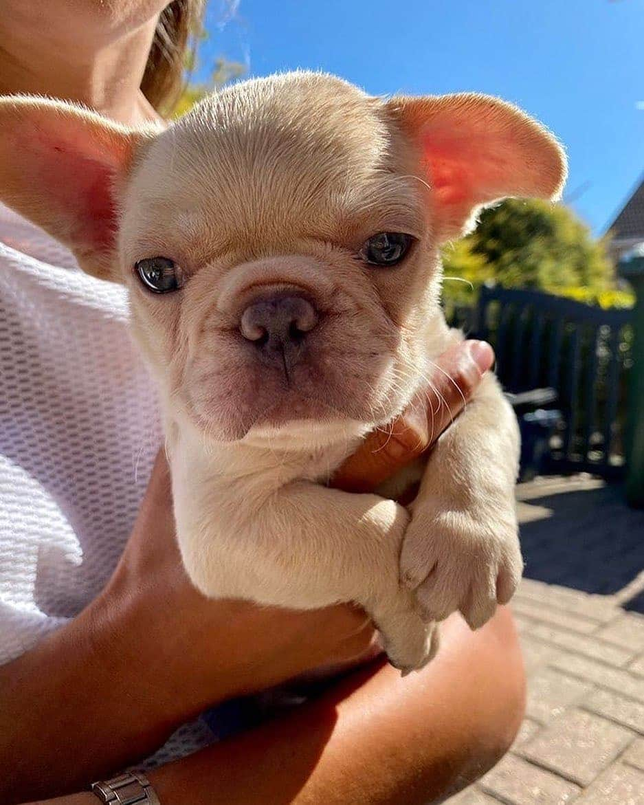 French Bulldogさんのインスタグラム写真 - (French BulldogInstagram)「Baby Barney!😍🐾❤️ @bulldogging_with_barney . . . . . #frenchie #frenchbulldog #buhi #frenchielove #frenchbulldogsofinstagram #frenchiesofinstagram #frenchbulldoglovers #frenchbulldoglife #dailyfrenchie #frenchiesociety #fransebulldog #fralla #französischenbulldogge」6月16日 20時33分 - frenchie.world