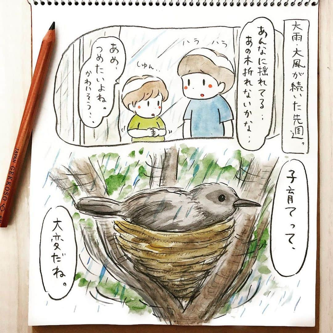 HAMAYUのインスタグラム：「こんにちは赤ちゃんズ🐣 ・ 何度かアップしている我が家のヒヨドリの夫婦。雨風の中、毎日大事に温めていた卵が先日全て無事に孵りました🐣毎日交互に餌を取ってきたり温めたり、夫婦で力を合わせて子育てを頑張っています。本当に健気に頑張る新米パパ&ママ🐦すっかり親戚気分で見守っています☺️ ・ #ヒヨドリ#夫婦#ヒナ#誕生おめでとう👏✨#家族#みんな#うるうる👀#庭の木#ヒヨドリ一家観察記🐦 ・ #育児絵日記#子育て漫画#イラスト#男子あるある#小5#年長#11歳#5歳#男兄弟#illustgram #illustgram」